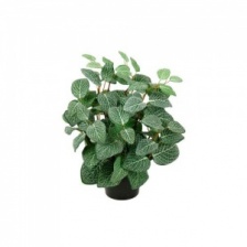 Faux Fittonia Plant by Grand Illusions